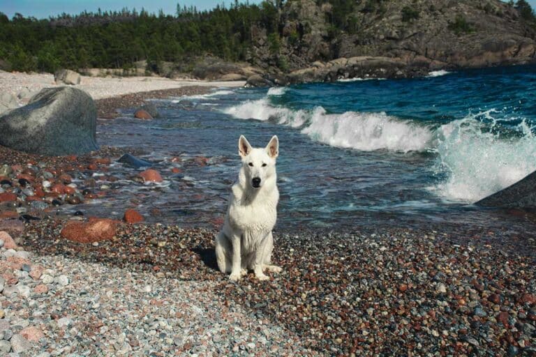 Läs mer om artikeln 301: Stenar vid havet (99/183)