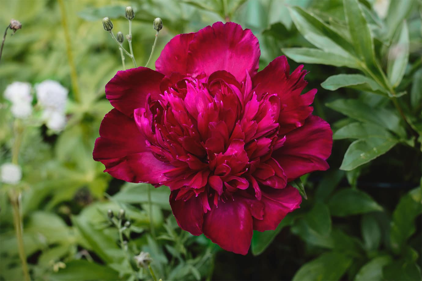 You are currently viewing A dark pink peony
