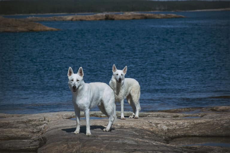 Läs mer om artikeln Släta hällar på Rypskär