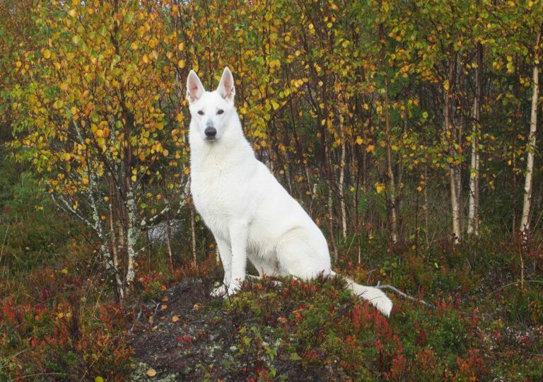 Läs mer om artikeln Höstskogen