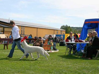 SKK nationell hundutställning i Vännäs 2012