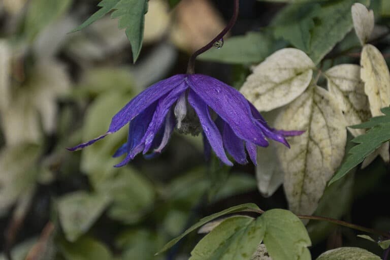 Läs mer om artikeln 114: Höstens sista blomma (115/183)