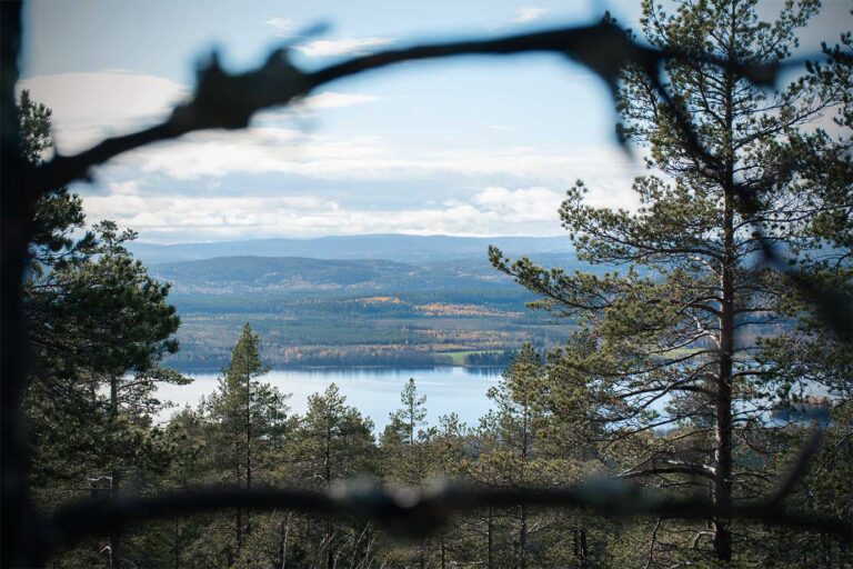 Läs mer om artikeln En höstdag i skogen