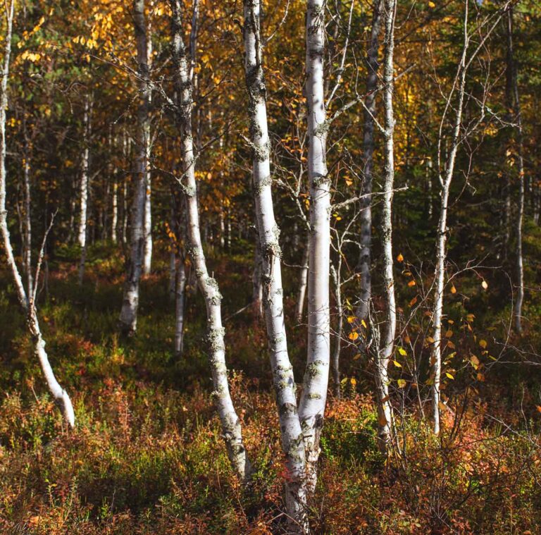 Läs mer om artikeln 20: Björken (118/183)