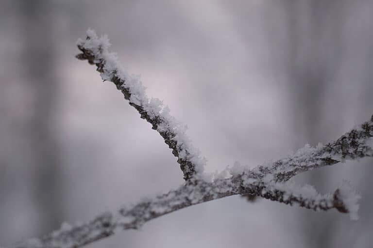 Läs mer om artikeln 73: Frost (6/180)