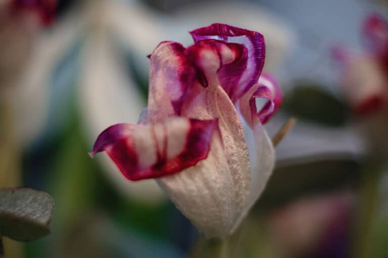 Läs mer om artikeln Längtar efter sommarblommor