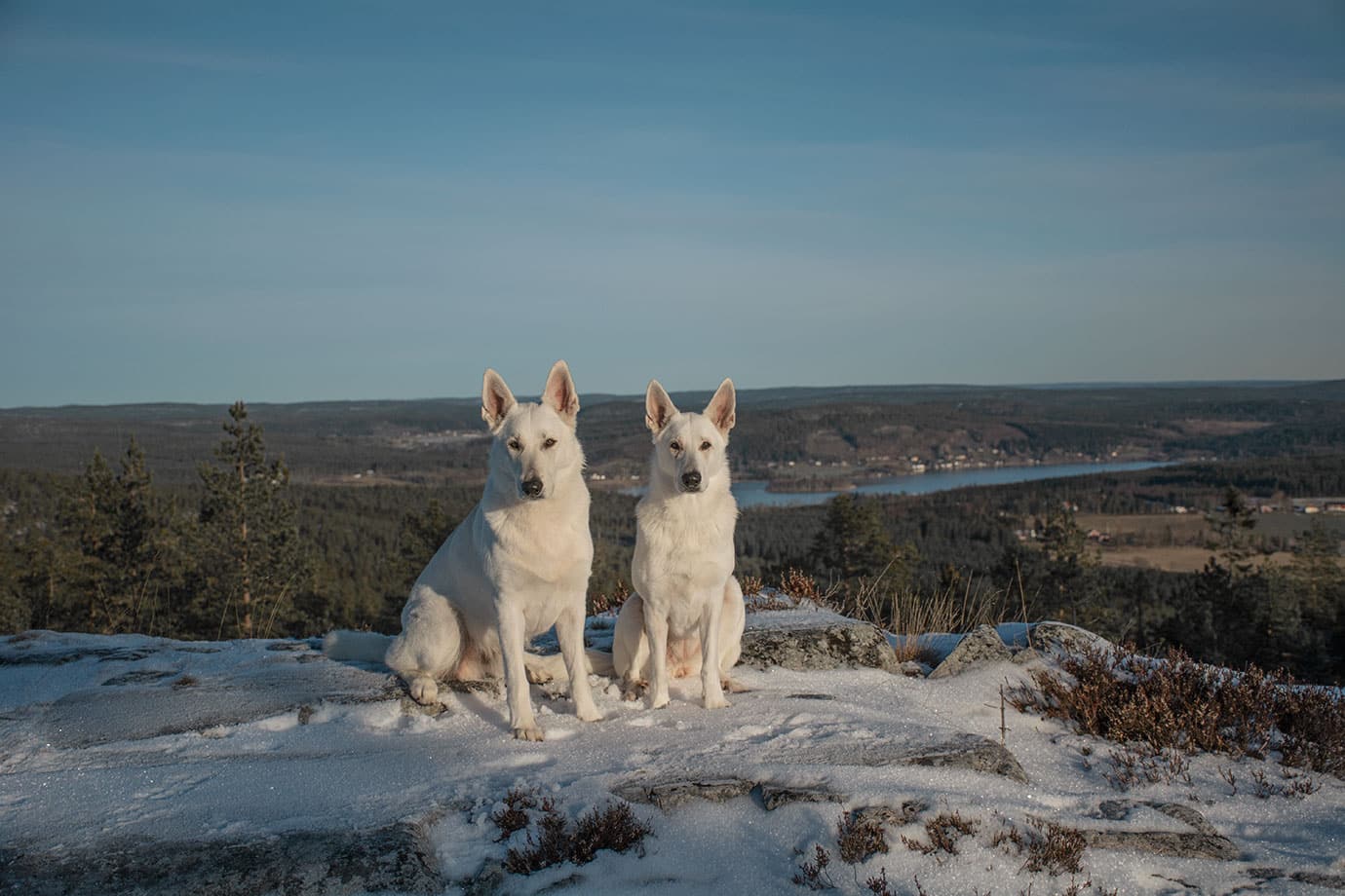 Nova och Guzzi, Vit herdehund, på Visarbergets topp