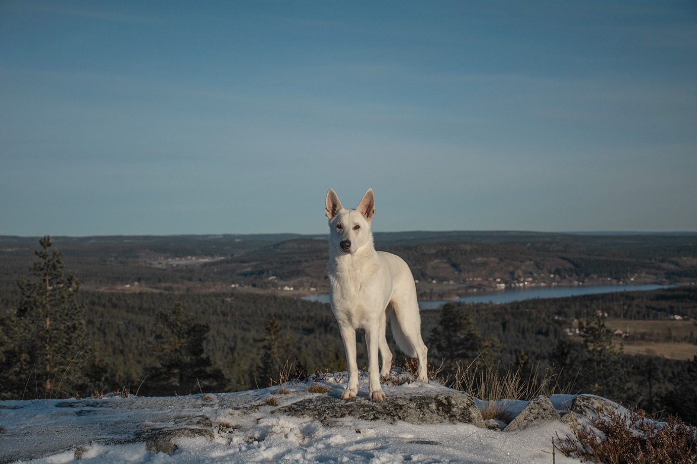 Vit herdehund, Nova, på Visarbergets topp av Helen Thalen