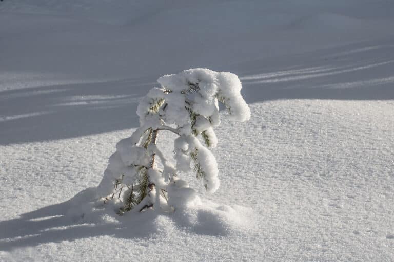 Läs mer om artikeln 275: Snötyngt (15/180)