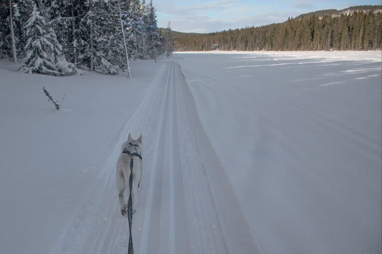 Läs mer om artikeln 355: Vägen fram (17/180)