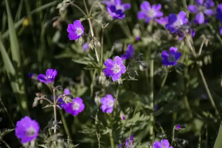 Läs mer om artikeln 185: Midsommarblommor (33/180)