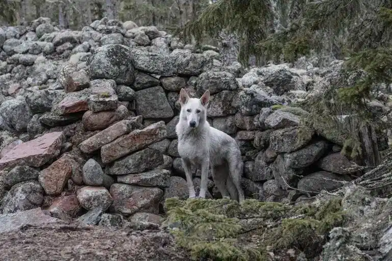 Läs mer om artikeln 199: Nationalpark (53/180)