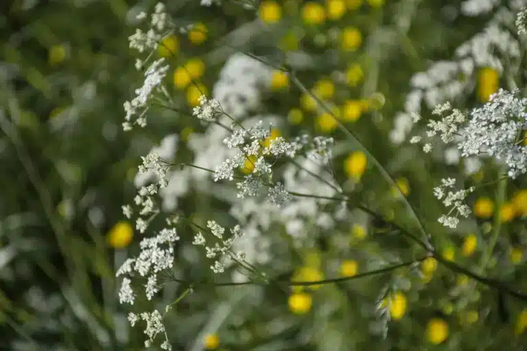 Läs mer om artikeln Fem en fredag v. 25: Glad midsommar