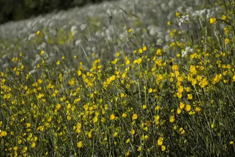 Läs mer om artikeln 20: Blomstersäng (34/180)