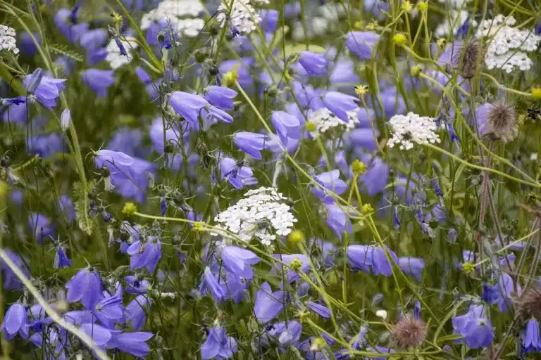 Läs mer om artikeln 16: Bland blommor och blad (79/180)