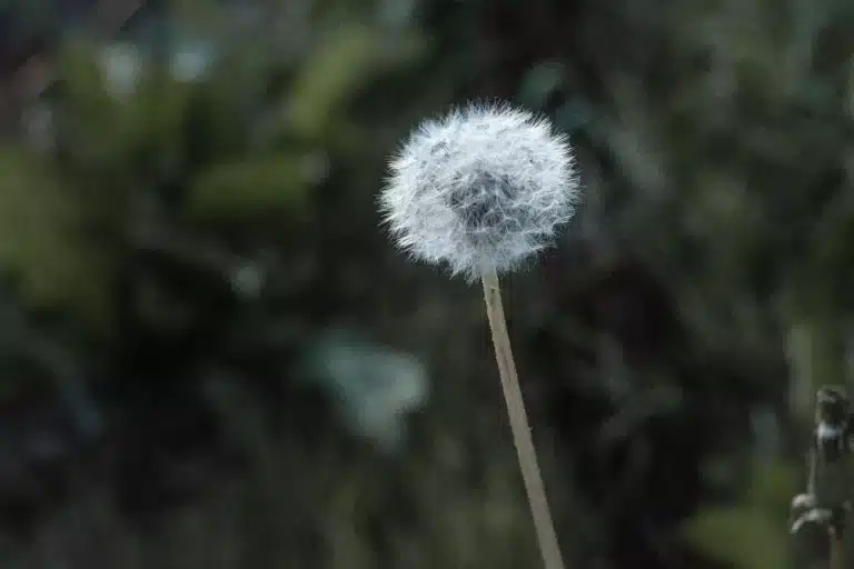 Läs mer om artikeln 180: Maskrosboll (59/180)