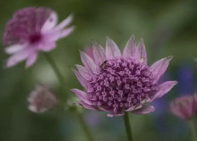 Läs mer om artikeln 19: Blomfluga (64/180)