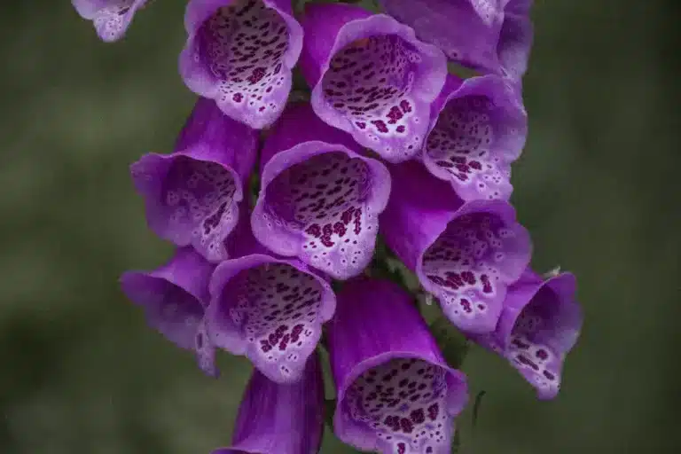 Läs mer om artikeln 361: Ätbara blommor (65/180)