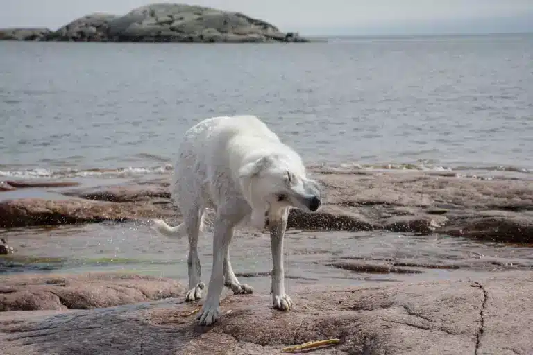 Läs mer om artikeln 50: Efter bad (71/180)