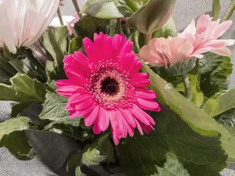 Läs mer om artikeln 98: Gerbera (92/180)