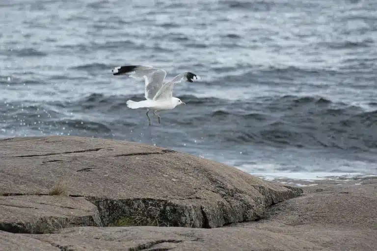 Läs mer om artikeln 136: Jag flyger (119/180)