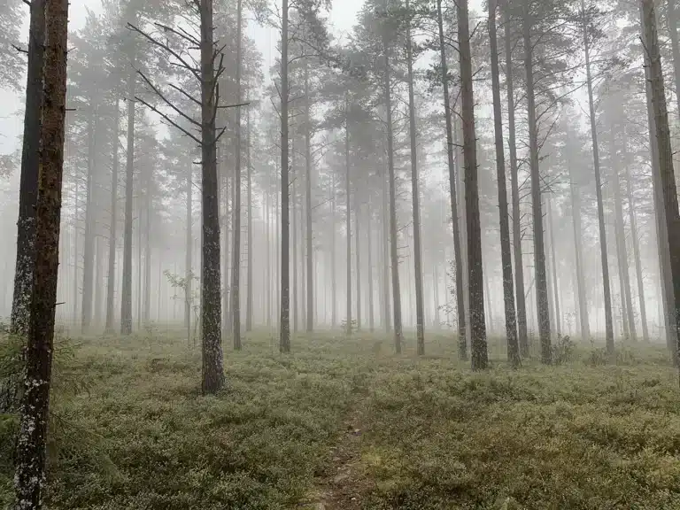 Läs mer om artikeln 45: Dimmig morgon (123/180)