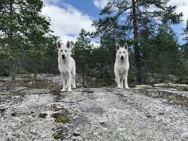 Läs mer om artikeln 88: Följeslagare (111/180)