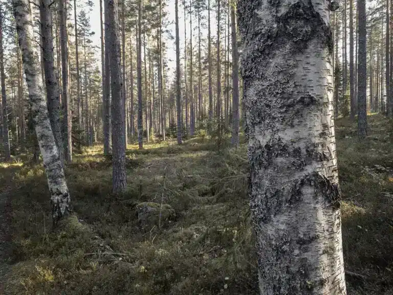 Läs mer om artikeln 15. Björk och tall (127/180)