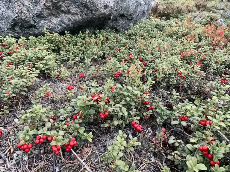 Läs mer om artikeln 24. Bollhav (128/180)