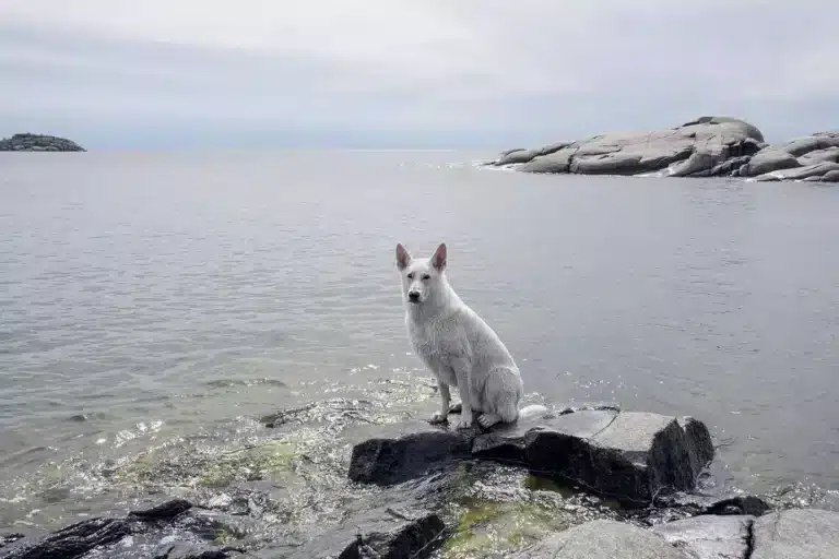 Läs mer om artikeln 342: Vid vattnet (130/180)