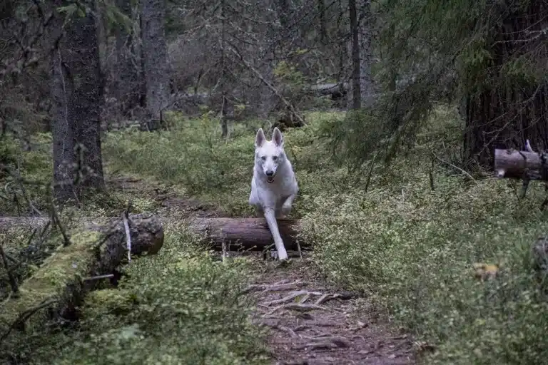 Läs mer om artikeln Eget tema 8: På språng (144/180)