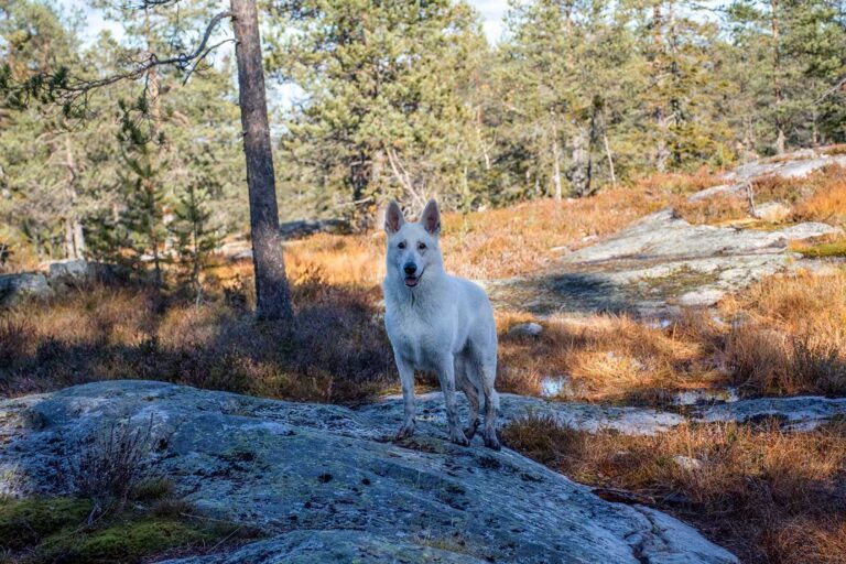 Läs mer om artikeln Fem en fredag v. 42: Autogenererat