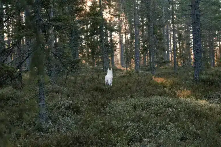 Läs mer om artikeln 263: Skogslycka (168/180)