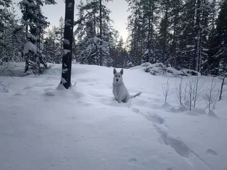 Läs mer om artikeln 274: Snö (174/180)