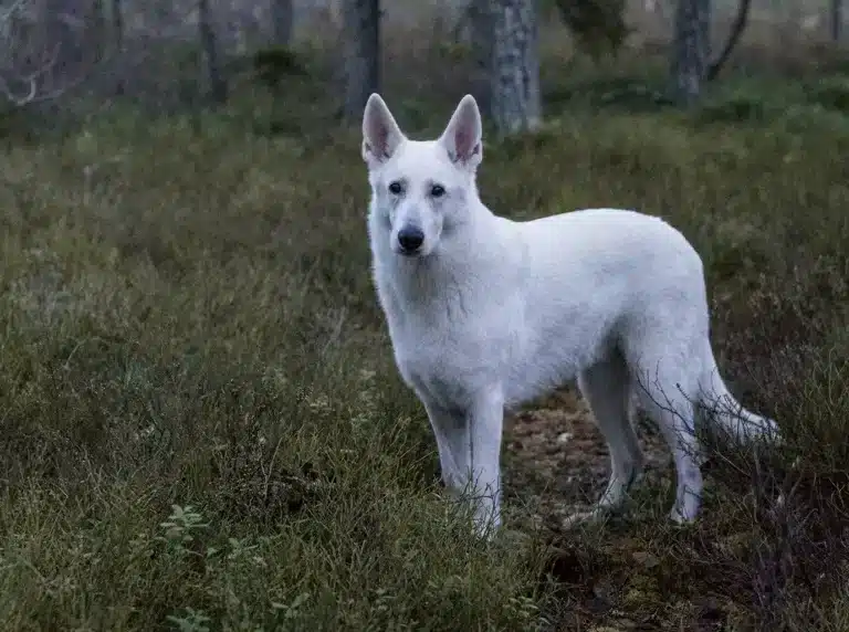 Läs mer om artikeln Eget tema 13: En hund (169/180)