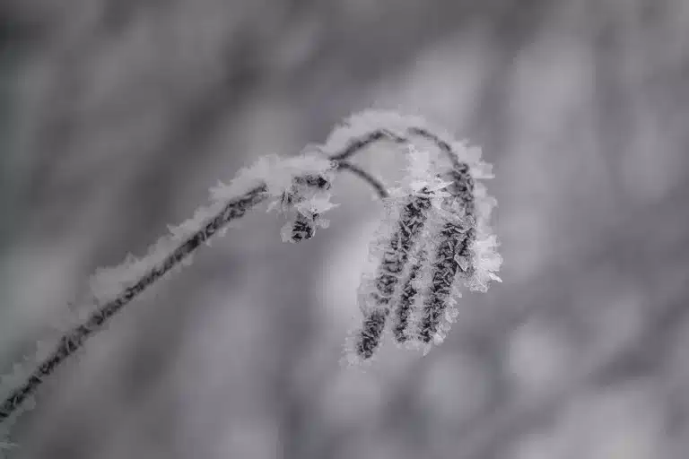 Läs mer om artikeln Eget tema 18: Frost (178/180)